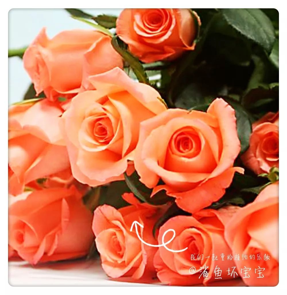 植物世界已发现了多少种植物,植物世界奇花异草