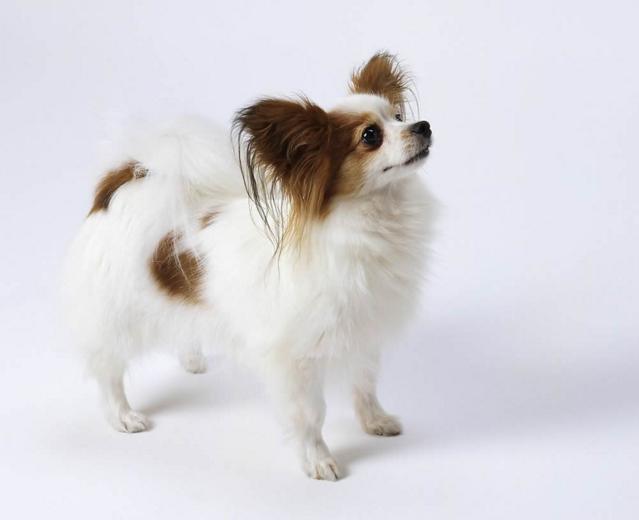 十大温顺狗狗排行榜,好养温顺的狗狗排名前十位