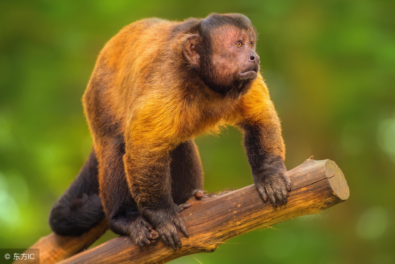 猴配合什么生肖好财运呢,最适合跟生肖猴合作的生肖