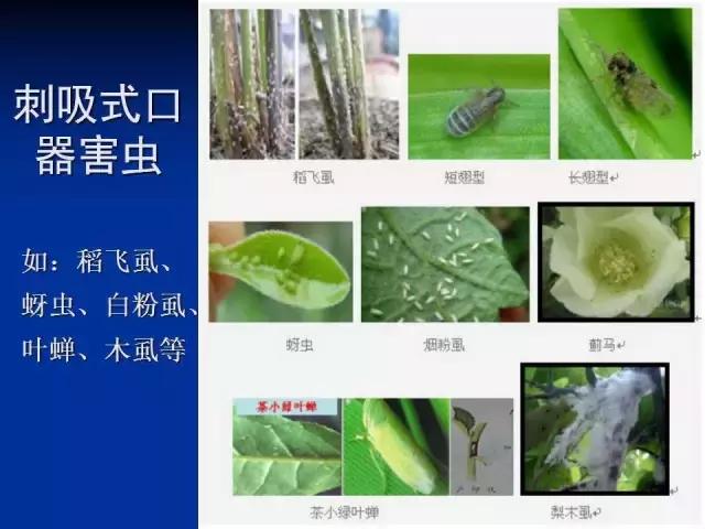常见害虫有哪些图片大全,常见38种害虫图片及名称及防治