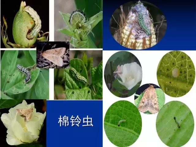 常见害虫有哪些图片大全,常见38种害虫图片及名称及防治