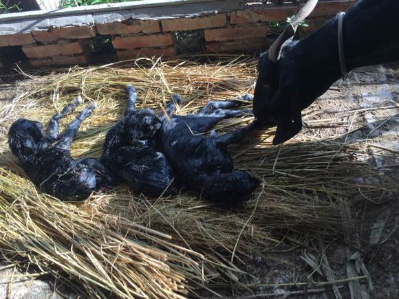 哪里有大型黑山羊,散养的黑山羊是哪里的