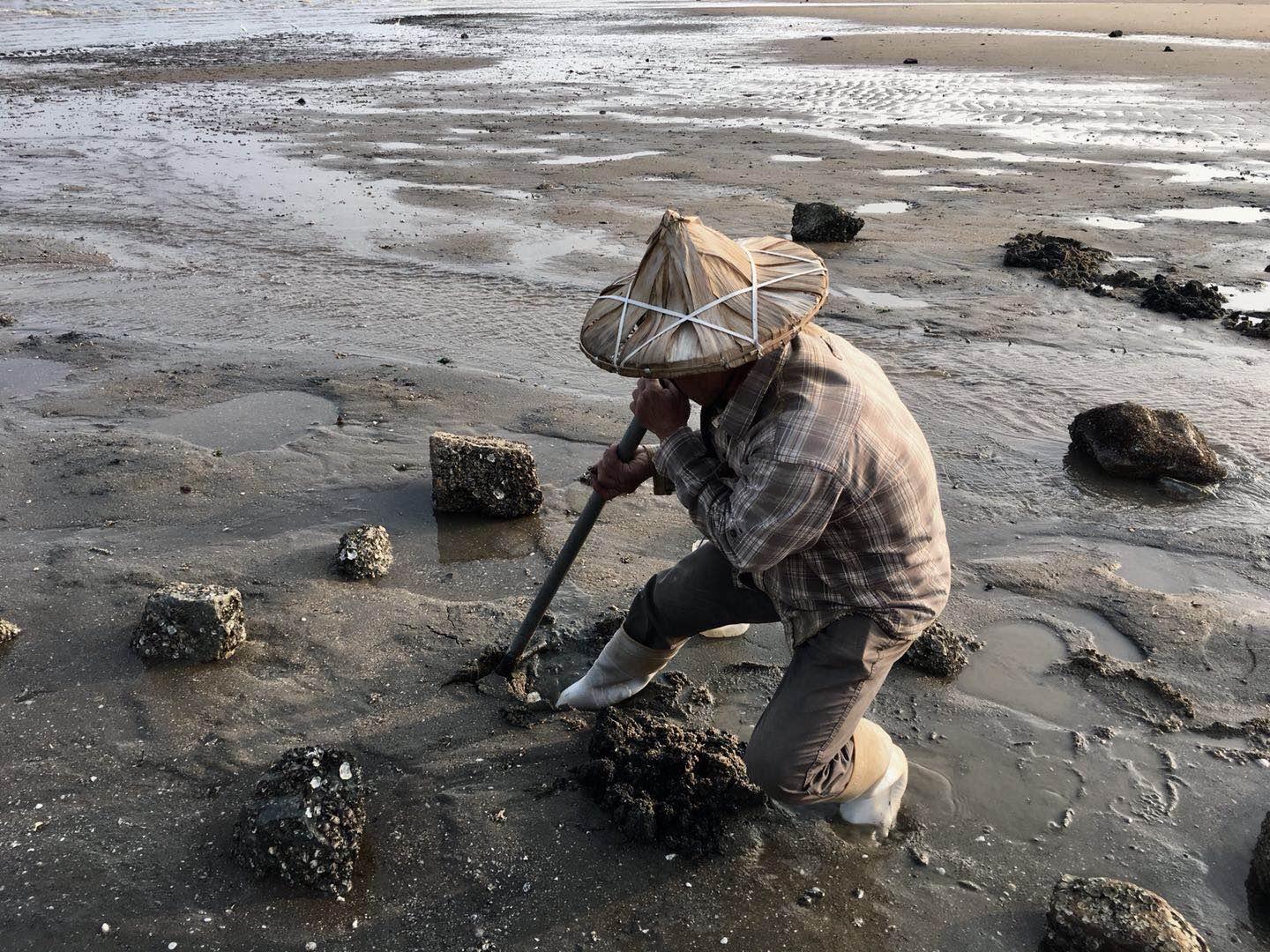老人在厦门海边挖出虫子，游客作呕称自己刚吃过，怎么回事？