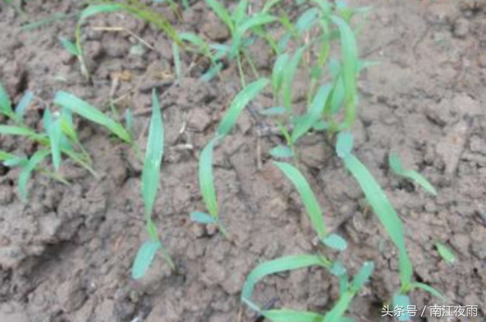 高粱造假的秘密,高粱到底留下了什么病根