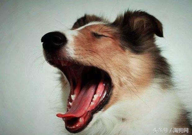 狗嘴边流粘液是怎么回事？