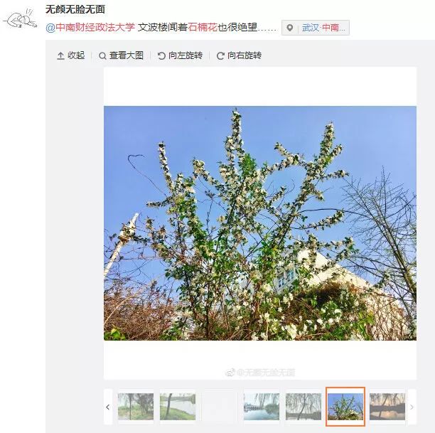 大学校园里面的石楠花,复旦石楠花