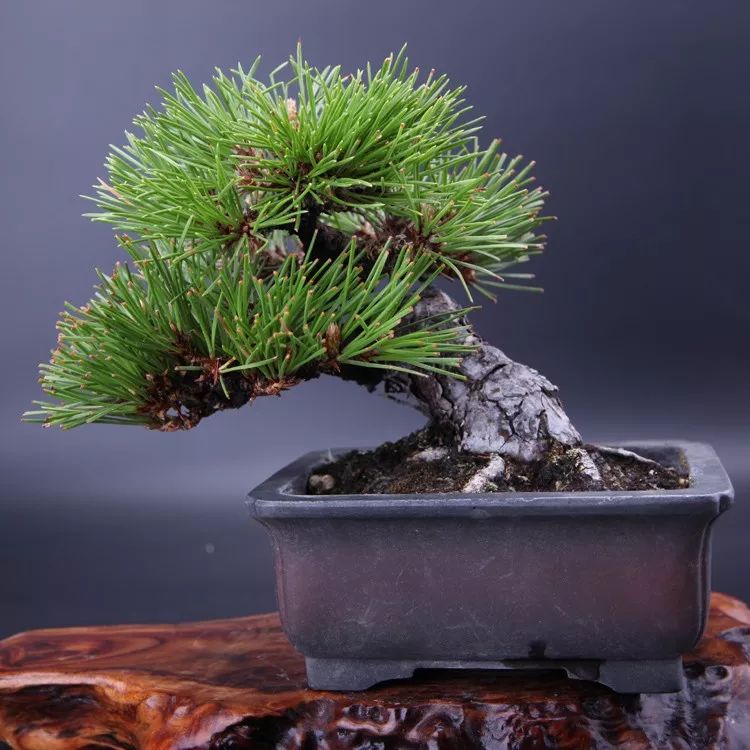 上海黑松微型盆景 (黑松微型盆景日本黑松30公分价格)