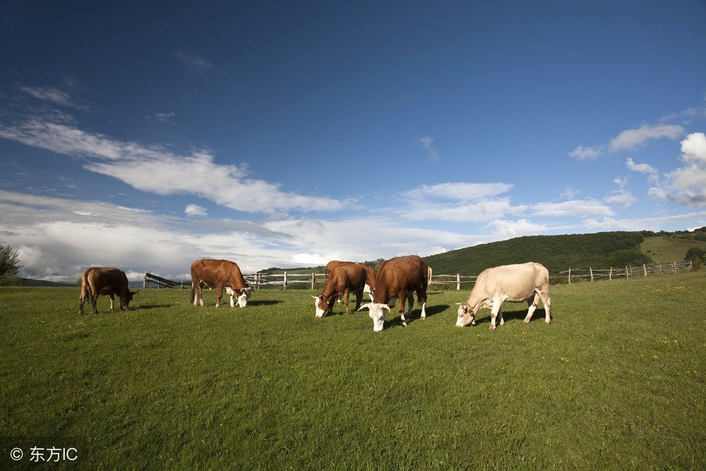进口奶粉造假,海淘奶粉有假奶粉吗
