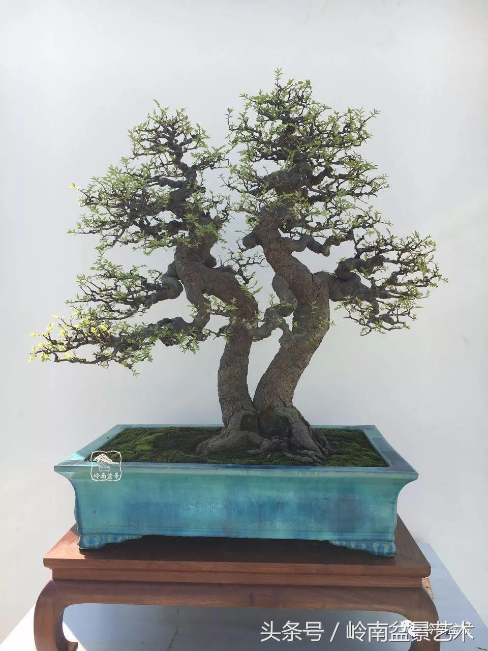 双杆罗汉松树盆景造型,双斜杆盆景