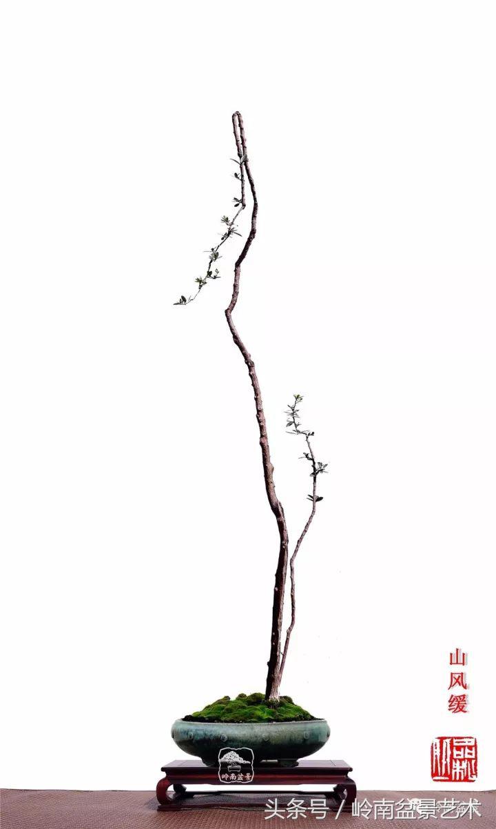 双杆罗汉松树盆景造型,双斜杆盆景