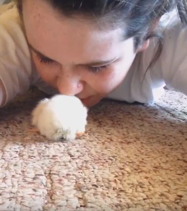 小鸡把女孩当妈妈，直接伸头进女孩嘴里找吃的