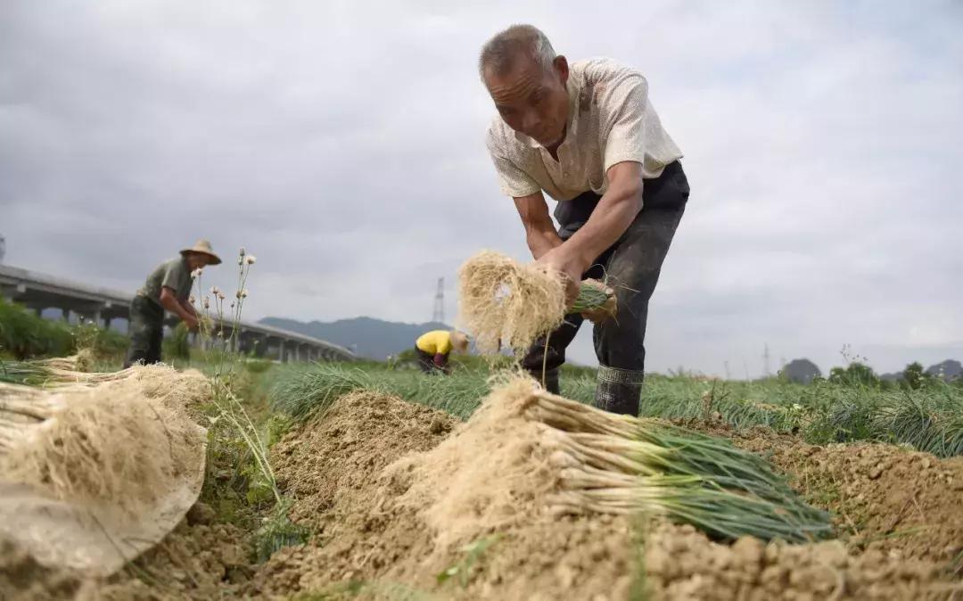一人一斤“爱心藠”！齐心帮阳春石湖藠农度难关，功效也神奇！