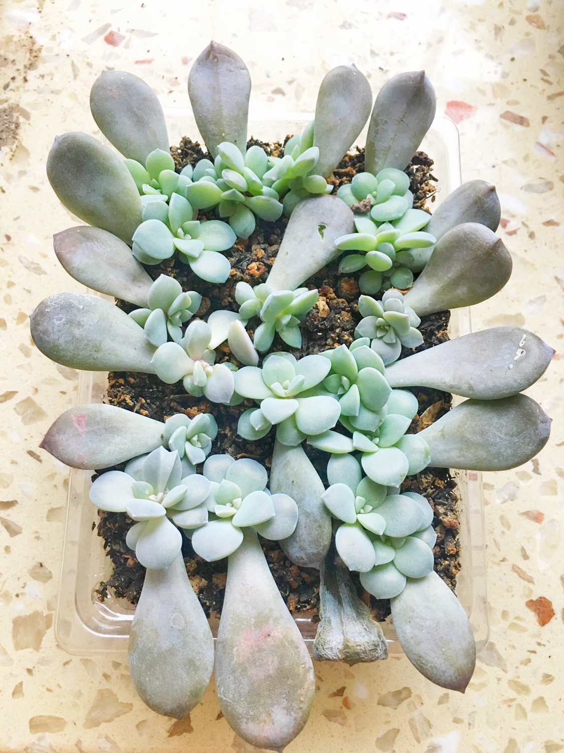 肉肉叶插苗怎么移盆,叶插苗出缀化概率