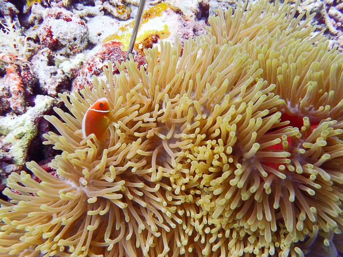 看我这发型酷不酷｜我觉得很可爱啊！帕劳潜水超级赞！