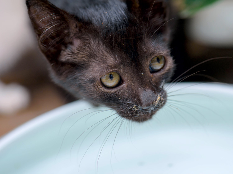 猫鼻支的早期症状和表现,猫鼻支没鼻涕眼睛发炎