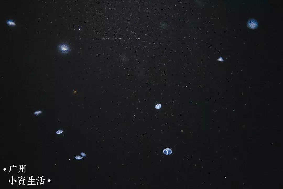 巴南海洋公园一日游攻略 (香港海洋公园游玩攻略)