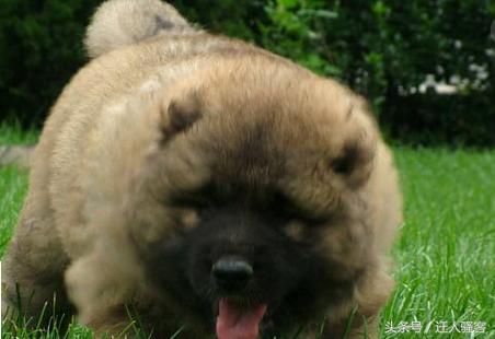 对主人最忠诚的狗小型犬,关于全世界十大名犬排行榜