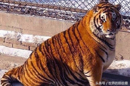 两头老虎能打过棕熊吗,棕熊可以一掌拍死老虎吗