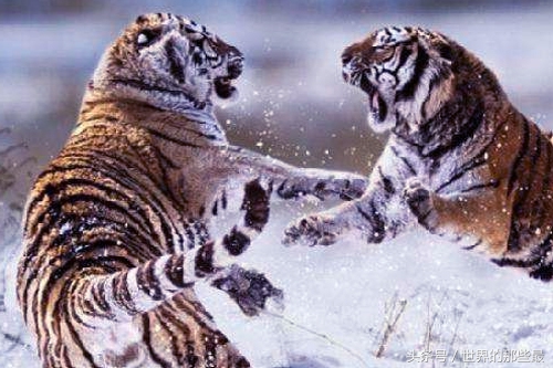 两头老虎能打过棕熊吗,棕熊可以一掌拍死老虎吗