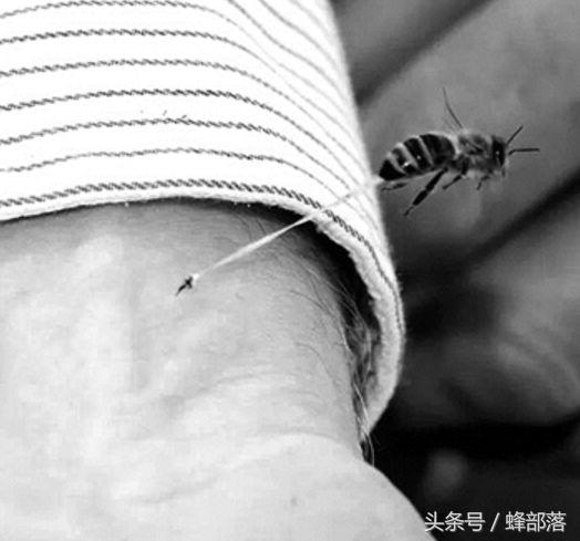 工蜂蜇了人为什么会死,工蜂蜇人后为什么会死