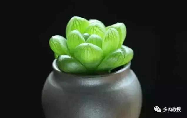 玉露为什么越养越黑,玉露养瘪了