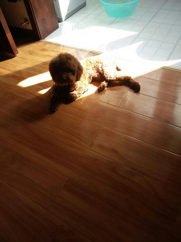 送给养宠小白：纠正泰迪挑食，其实没有你想的那么难！