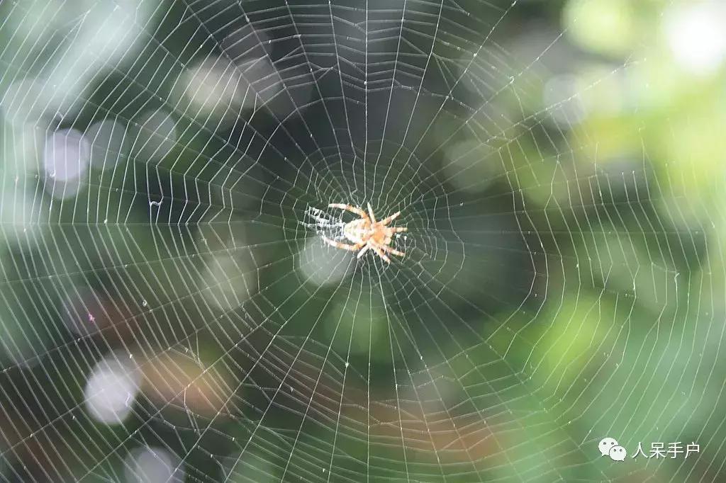 你说蜘蛛侠,蜘蛛侠的蜘蛛丝里有什么
