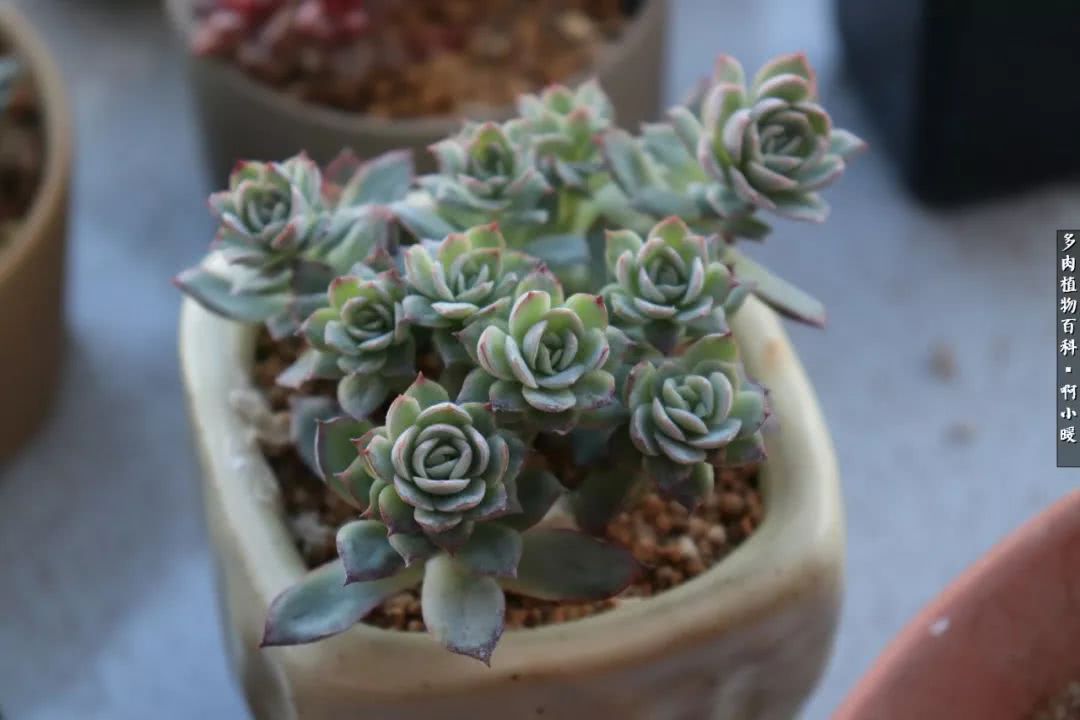 多肉小苗服盆几天浇水,拇指盆的多肉怎么浇水