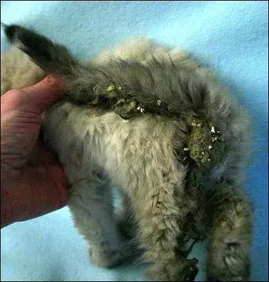 一招教你解决猫咪屁股沾屎,猫咪眼睛被屎糊住