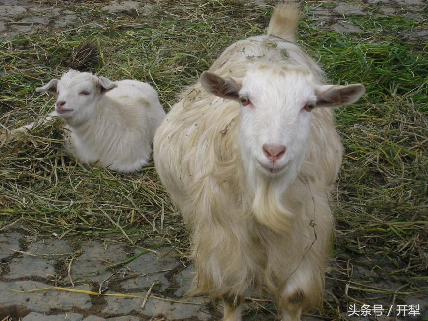 治疗羊肝虫特效药,羊肝蛭图片