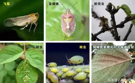 春季花草怎么防飞虫,春季怎么去花的小飞虫