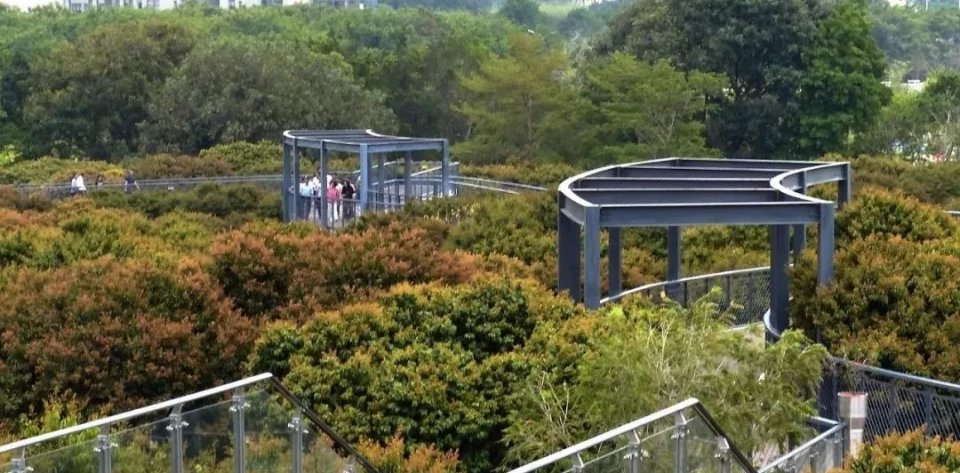 最真实的荔枝花海,广州荔枝花海