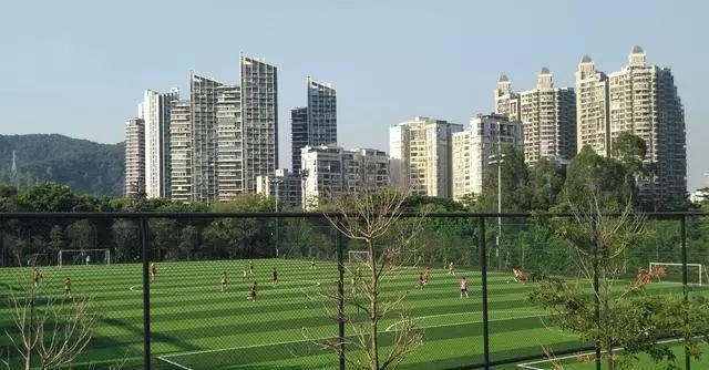 最真实的荔枝花海,广州荔枝花海