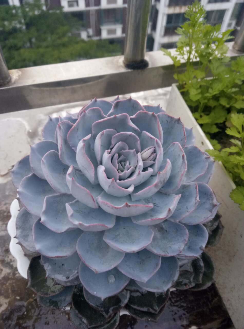 蓝石莲简介,第一美人殉情