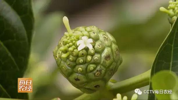 又酸又苦的热带水果,超级酸的热带水果