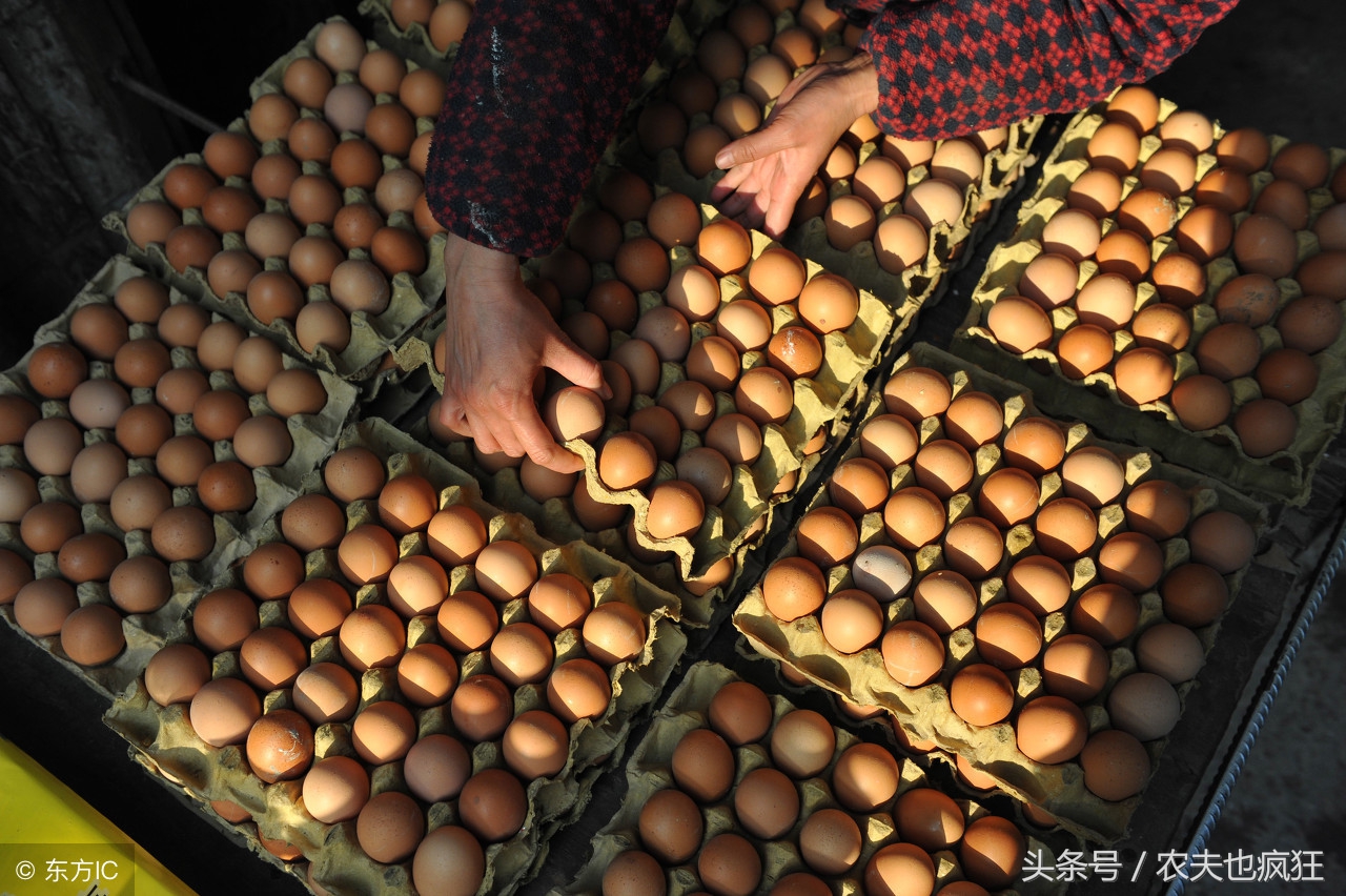 家有万担粮不养扁嘴王是什么意思,家有万担粮不养扁嘴王的意思