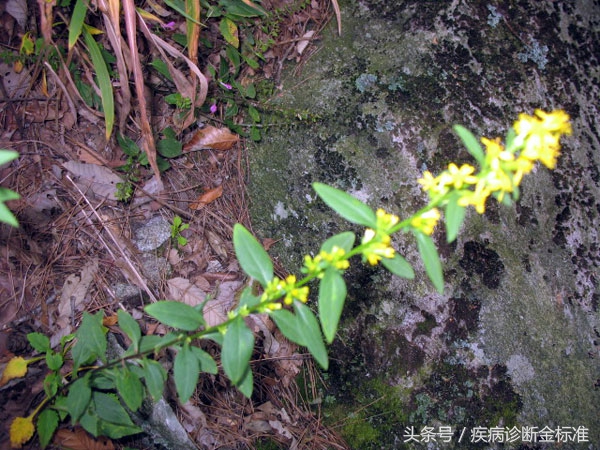 百日咳和扁桃体发炎,风热感冒扁桃体发炎吃什么中药