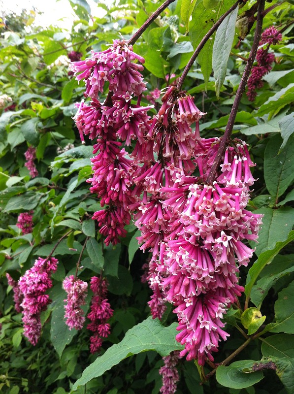 乐山金口河大峡谷一日游最佳路线,乐山金口河大瓦山湿地公园