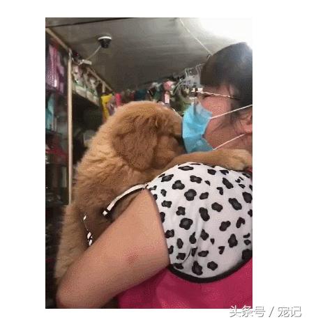 金毛被老姨强行亲,主人吻了金毛一下金毛反应