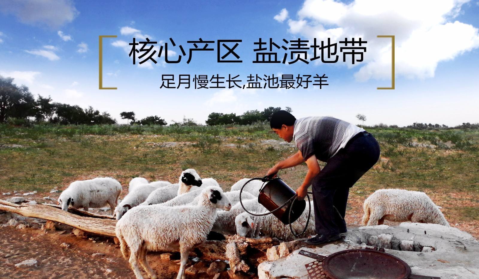 没有什么是一顿全羊宴解决不了,没有什么是一顿羊排解决不了的事