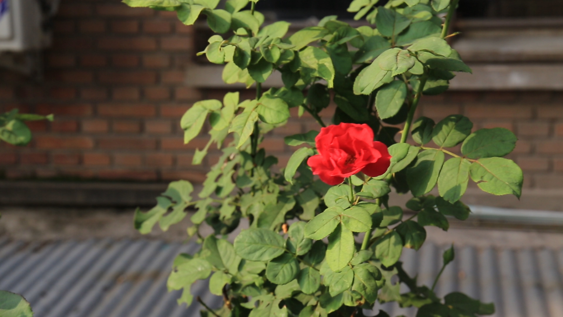 gh5和5d4哪个好,gh5s对比5d4