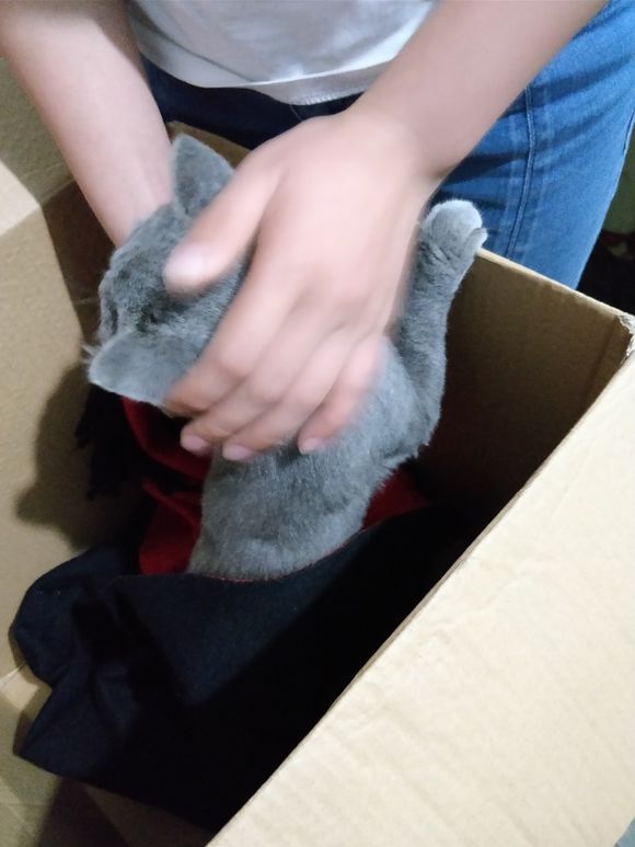 捡到一只英短蓝猫能养吗,被丢弃纯种蓝猫