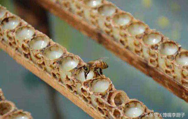 纯正蜂王浆功效作用是什么,蜂王浆的营养价值好怎么保存