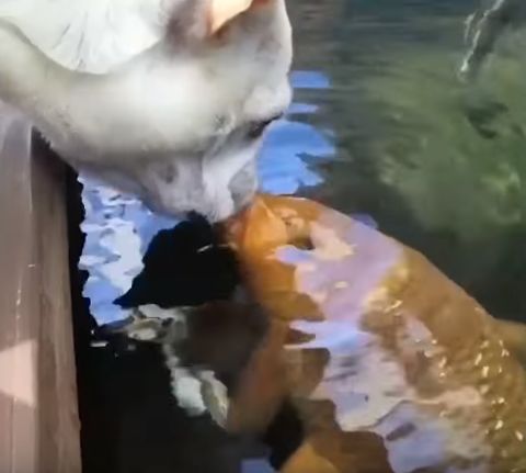 狗狗和金鱼的视频,狗狗和猫第一次见面