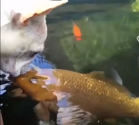 狗狗和金鱼的视频,狗狗和猫第一次见面