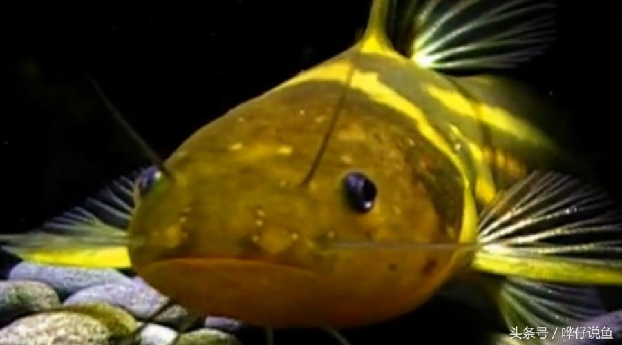 最后悔养的10种观赏鱼,最受欢迎的十种原生观赏鱼有哪些