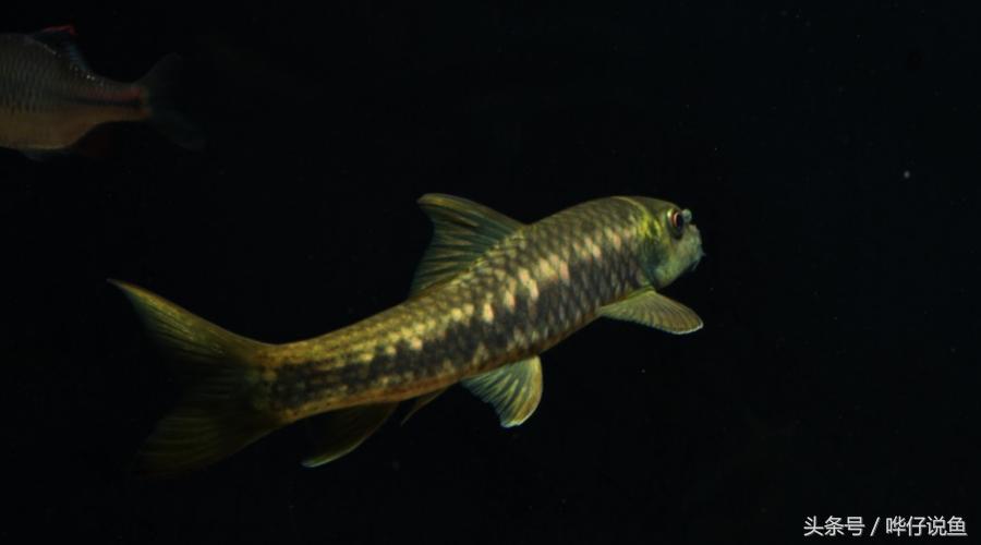 最后悔养的10种观赏鱼,最受欢迎的十种原生观赏鱼有哪些