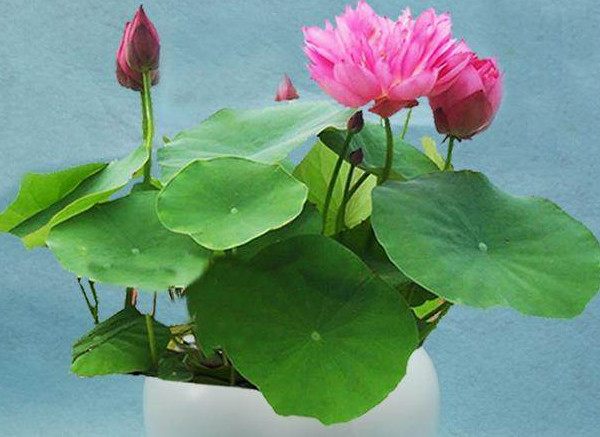 种植碗莲的方法与技巧,碗莲的种植方法和注意事项图片