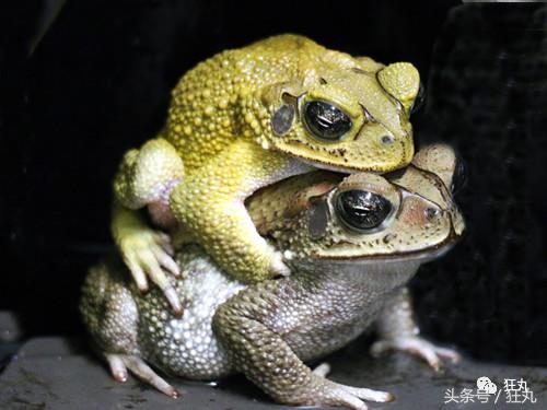 3D打印技术助力先进制造,3d打印帮助动物