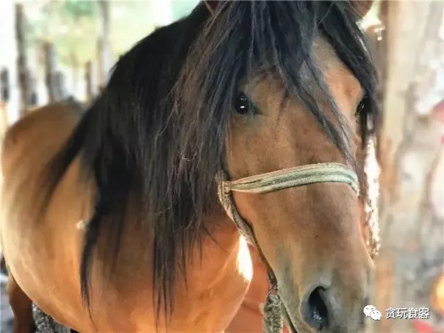 北京有哪些亲子农庄,北京市周边亲子农庄小动物